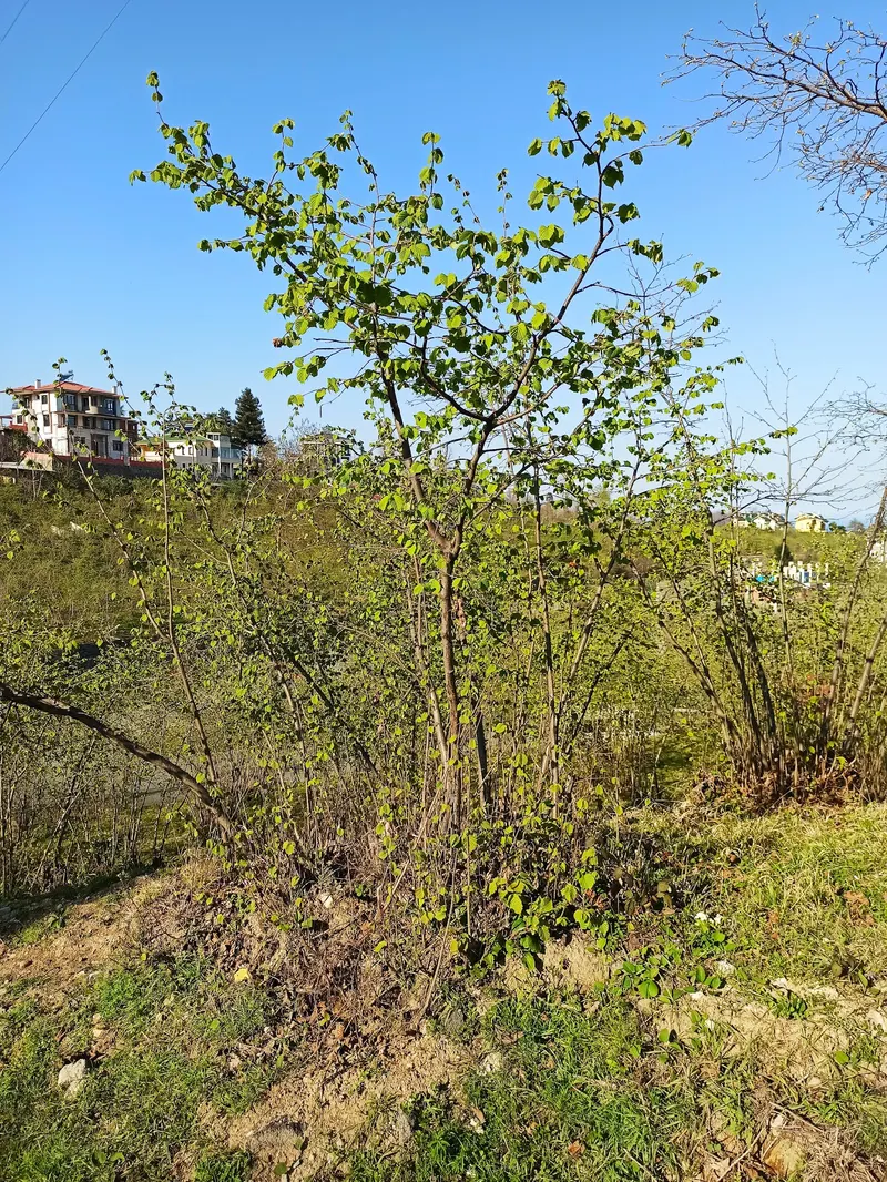TED Okulları Trabzon Kampüsü fotoğrafı 8