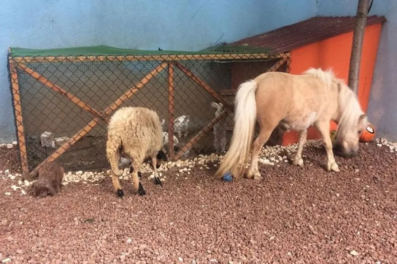 Akrida Atakent Anaokulu fotoğrafı 2